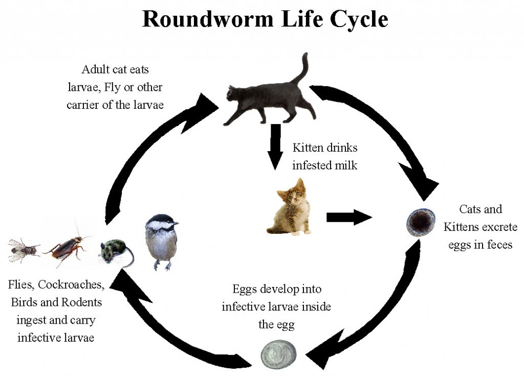 gallery-for-cat-roundworm